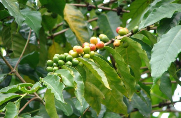coffee-1