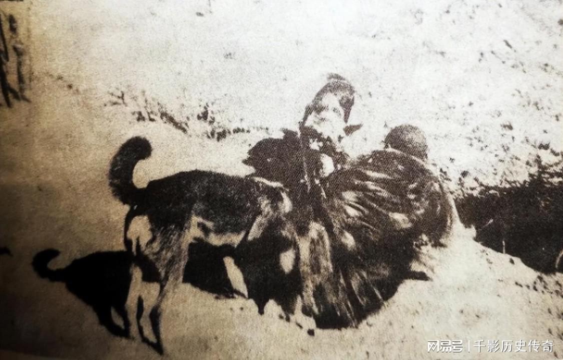 日军用军犬作恶
