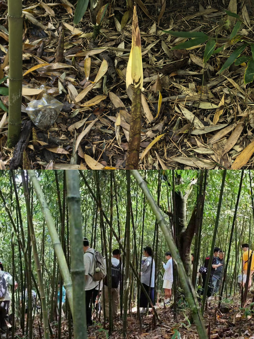 南川金佛山方竹笋上市3