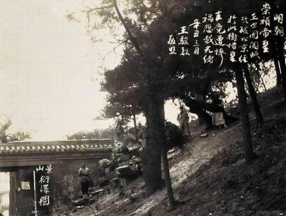 北京景山公园崇祯皇帝上吊的地方，歪脖树很茂盛